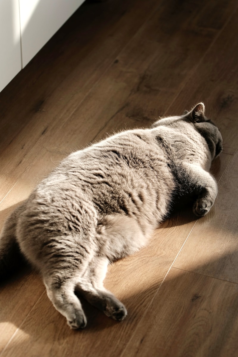 a cat laying on the floor with its head on the floor