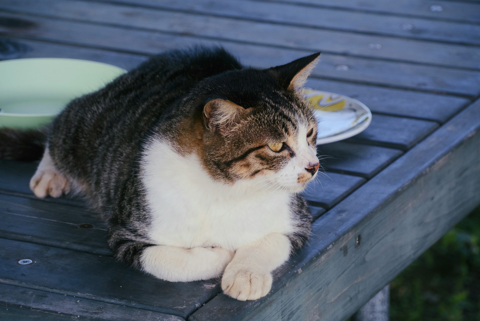 A cat is sitting on a picnic table